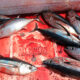 Albacore Tuna Fishing Westport