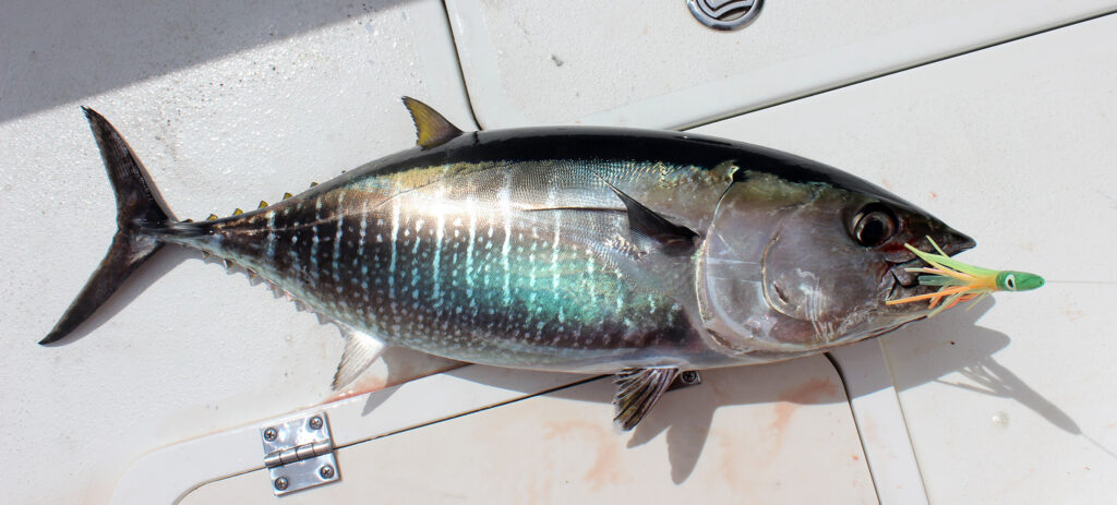 Westport Washington Bluefin Tuna