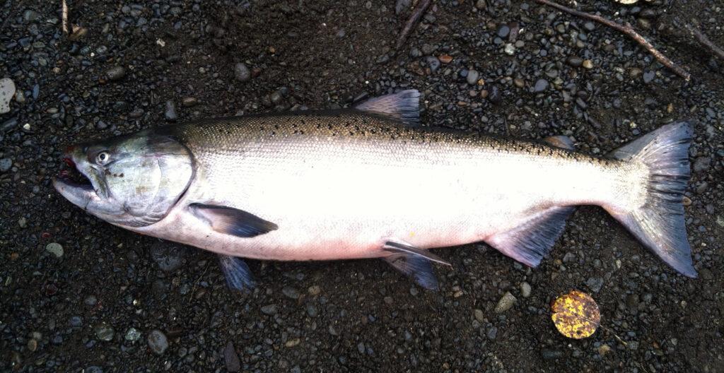 Chinook Salmon River Fishing Plunking