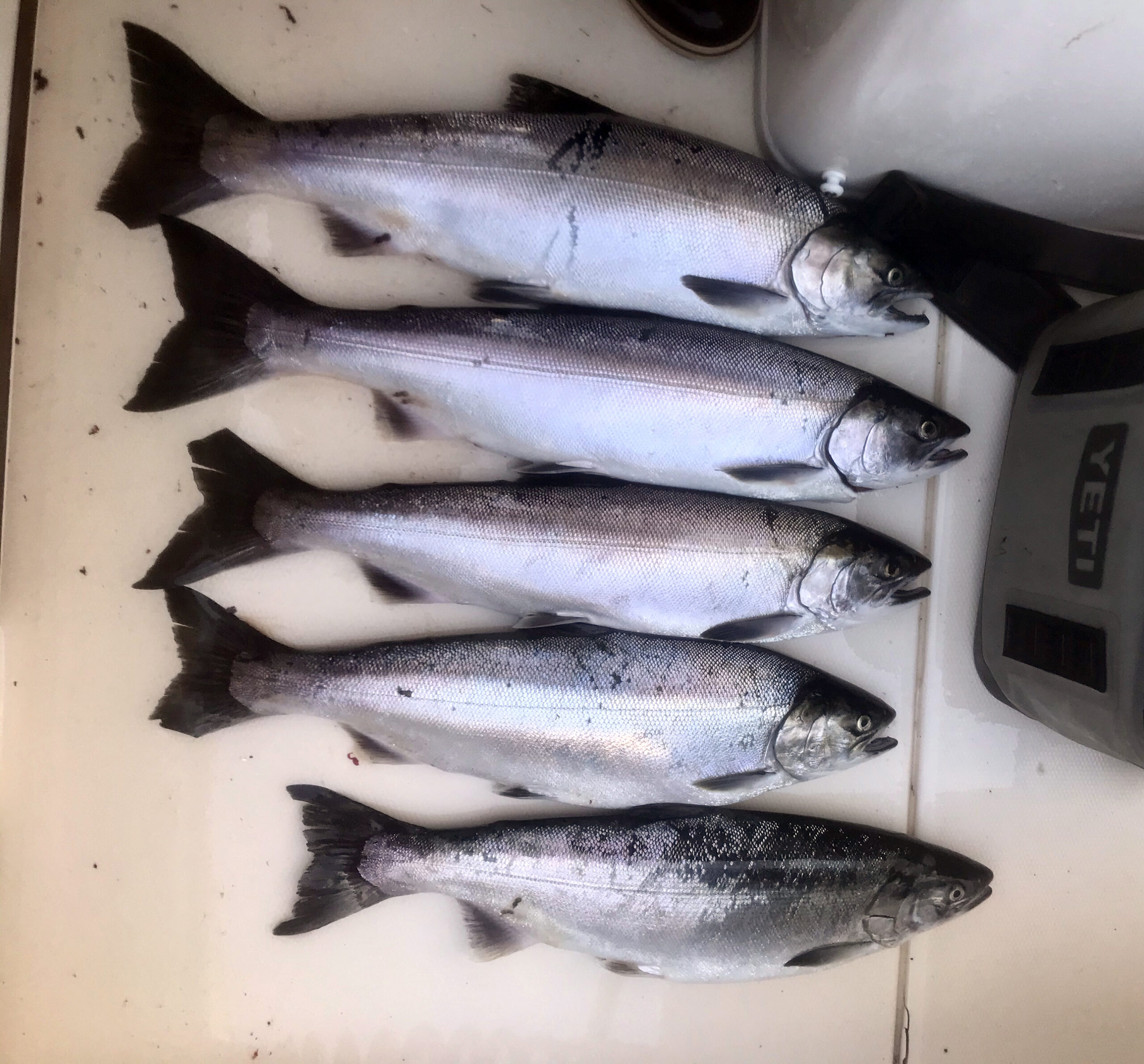 Seattle Coho Salmon Report
