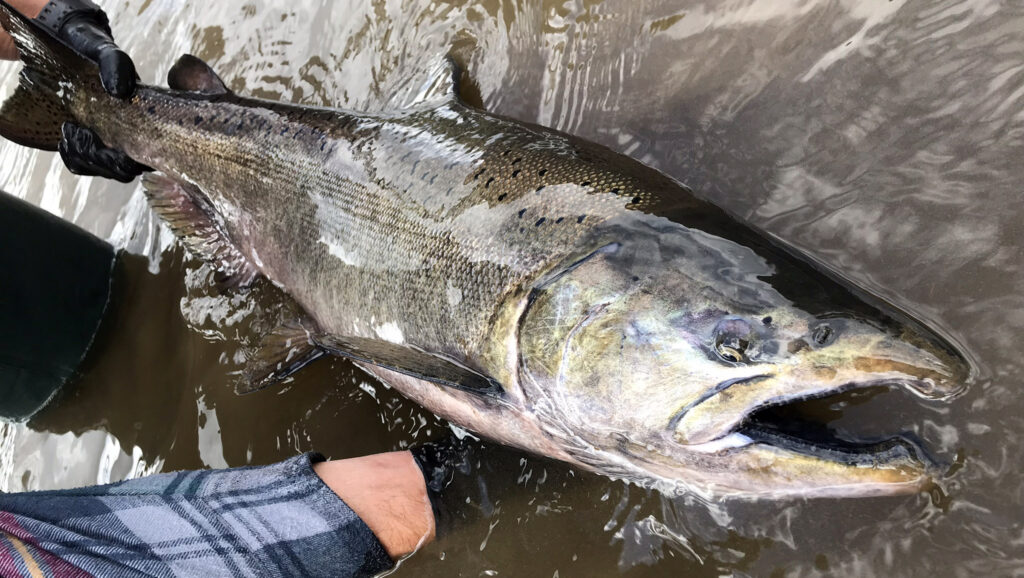 Chinook Salmon - King Salmon - The Fly Shop