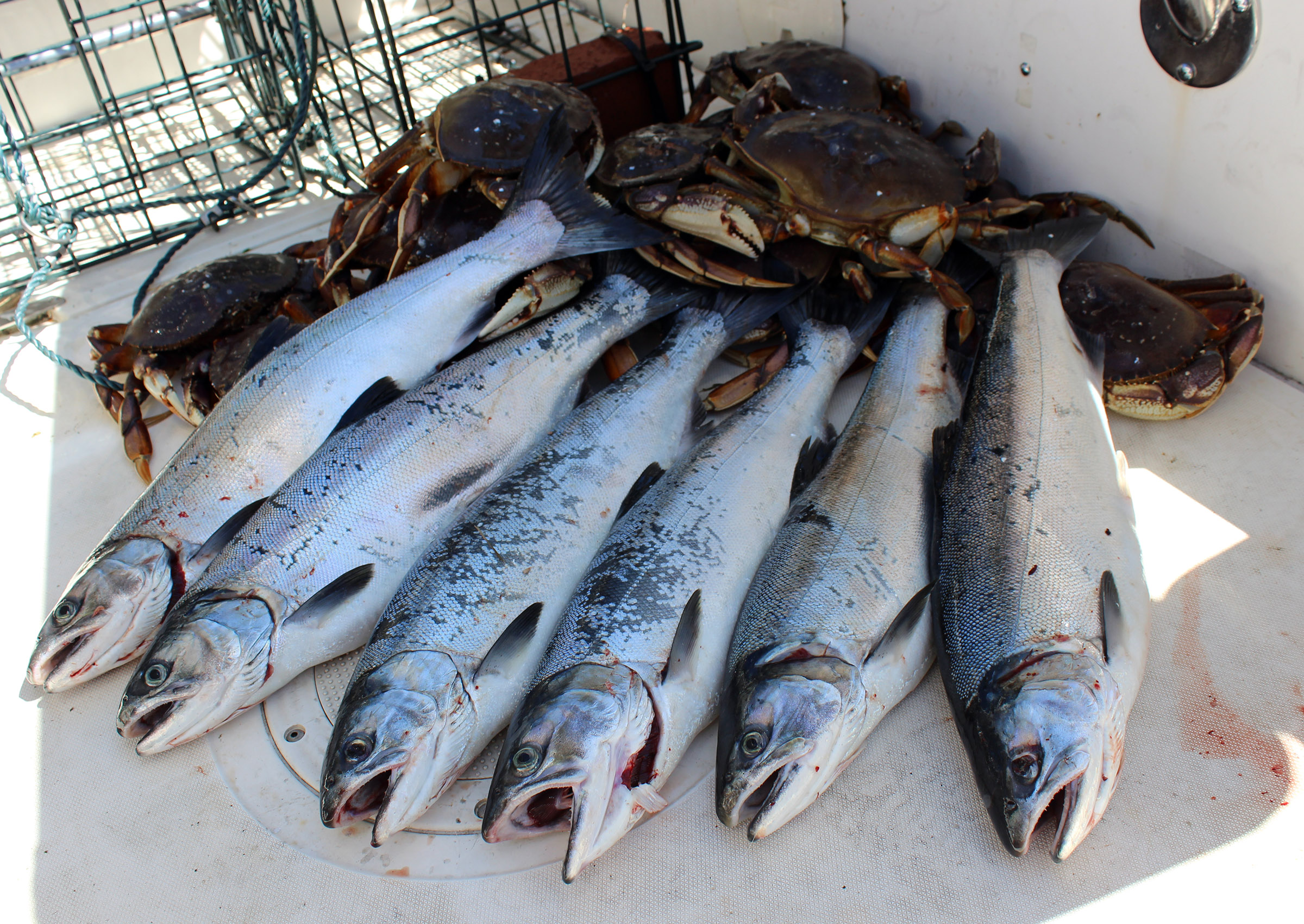 Jeff Head Salmon Fishing & Bainbridge Crabbing