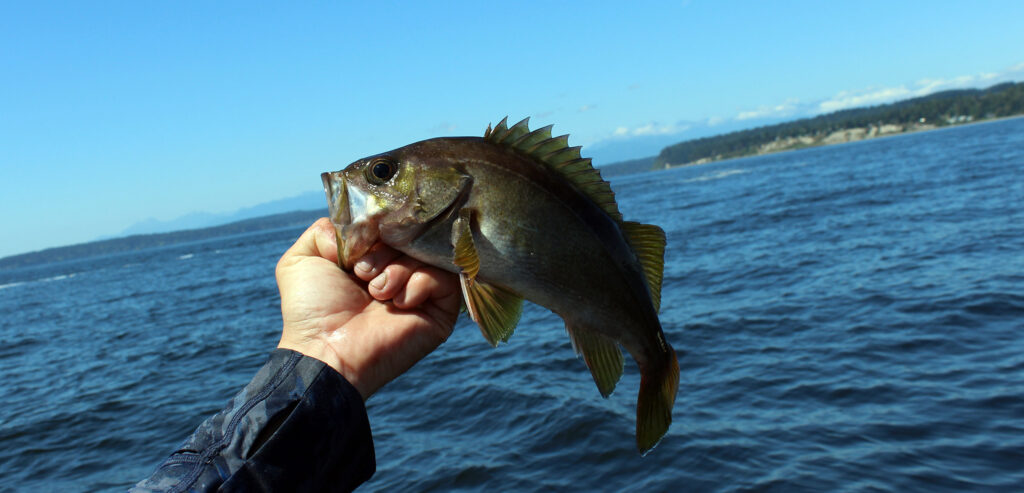 Puget Sound Yellowtail Rockfish