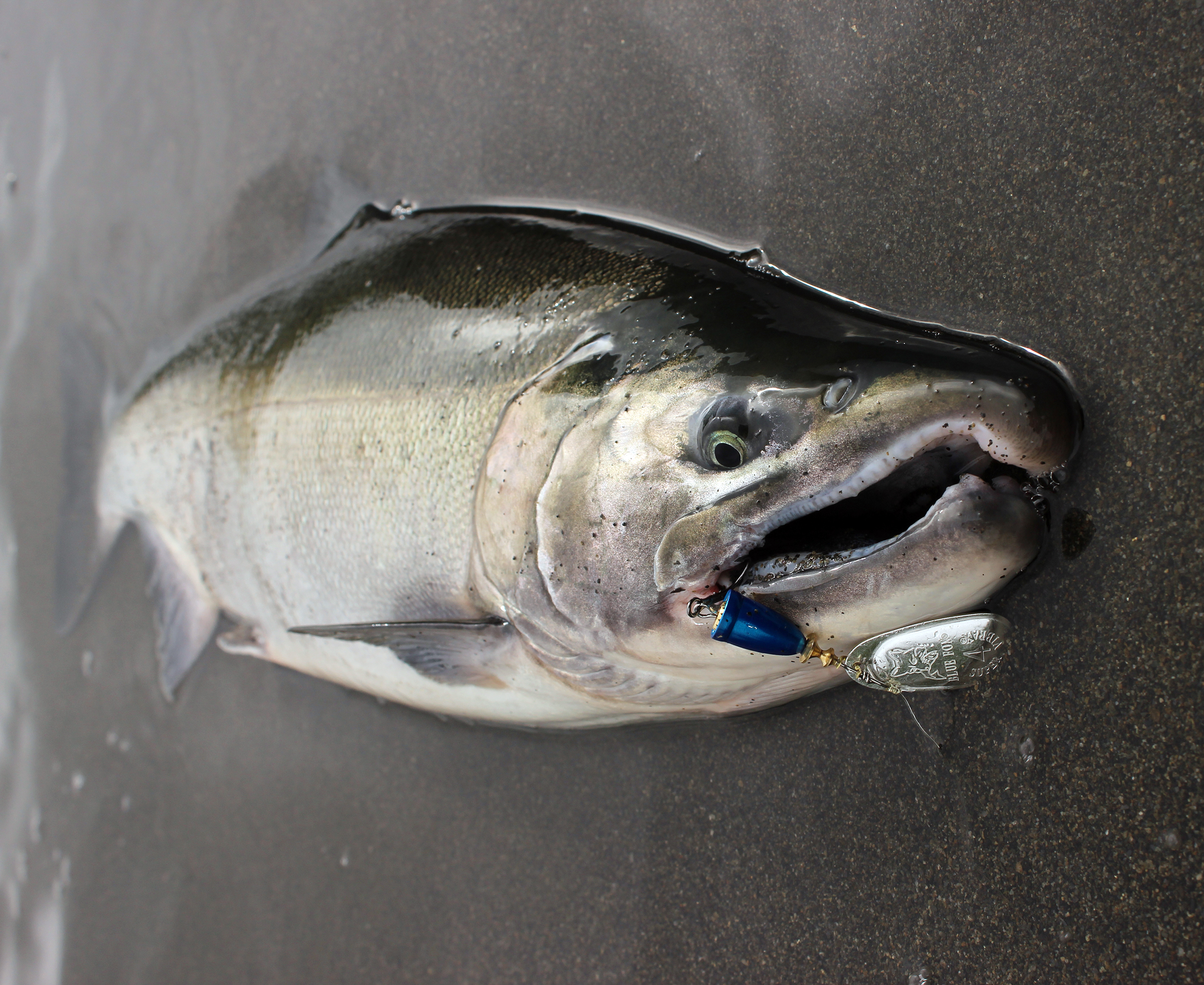 Coho Salmon - Fast-Action Salmon of the Pacific - Riptidefish