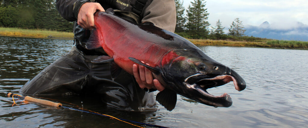 Male Coho Salmon Spawning Colors