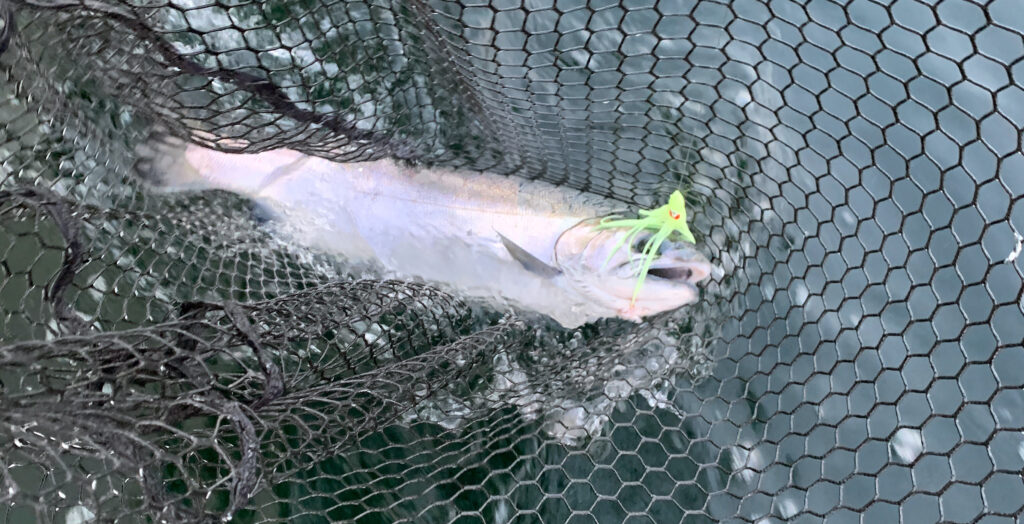 Trolling for Coho Salmon in Puget Sound Washington