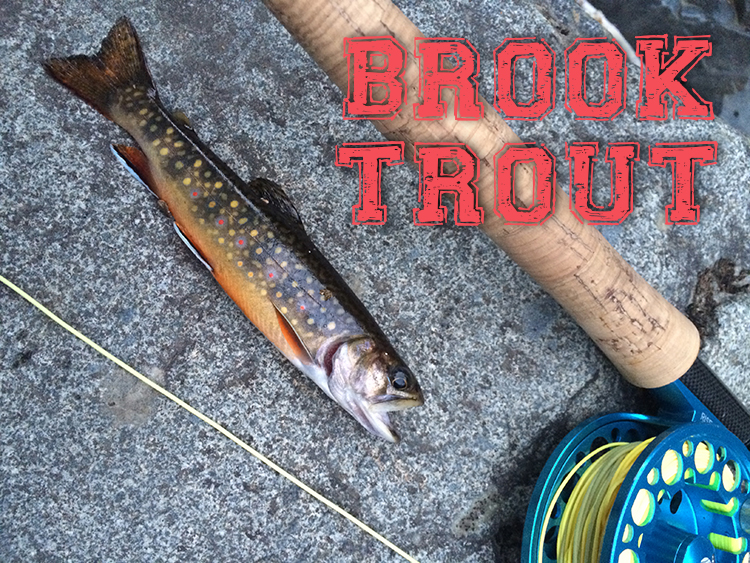 Brook Trout Fishing Washington