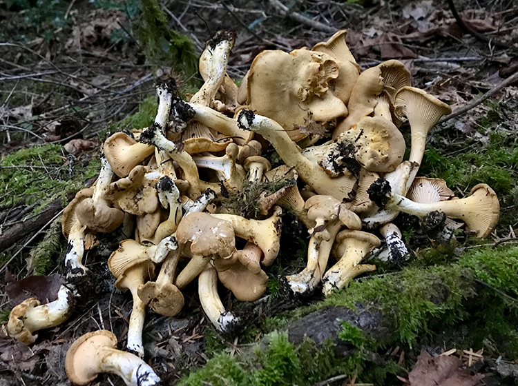 Washington Chanterelle Mushrooms