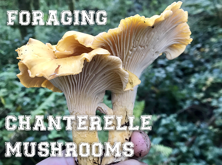 washington chanterelle mushrooms