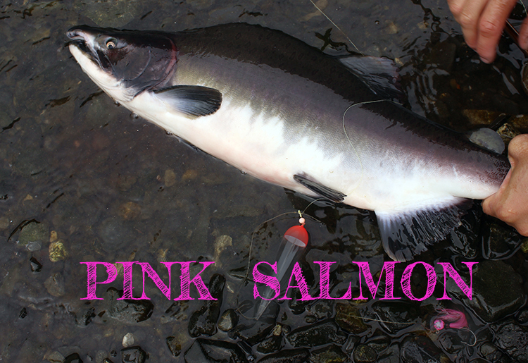 Pink Salmon Humpy Salmon