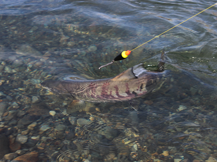 River fishing chum salmon