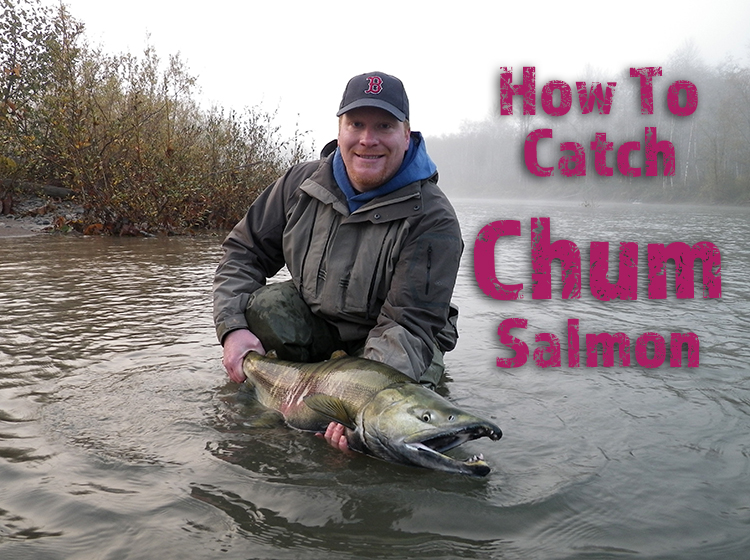 How to catch chum salmon rivers