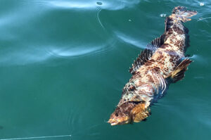 Lingcod Fishing in Puget Sound, Washington