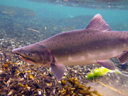 Pink Salmon – The Humpback of the River