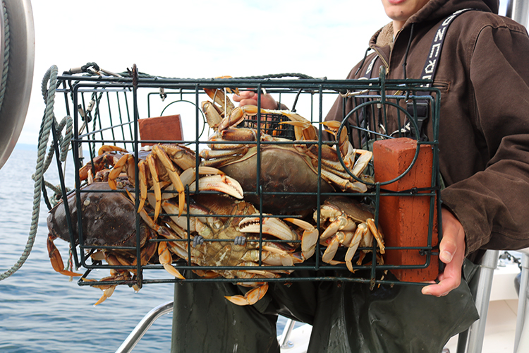 Seattle crabbing