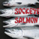 Sockeye Salmon Red Salmon