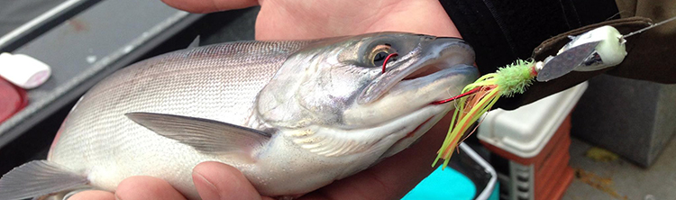 Best Kokanee Salmon Fishing Lure Pacific Northwest