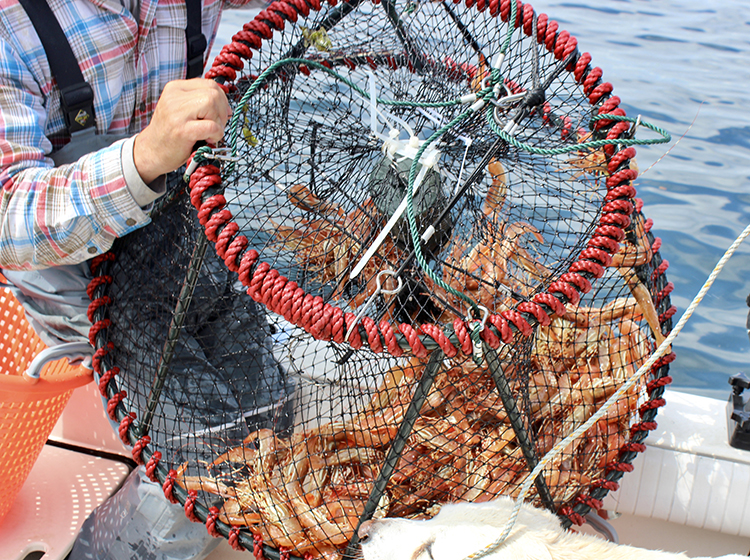 Puget Sound Spot Shrimp Season 2021