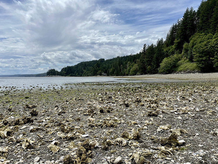 Hood Canal Eagle Creek Oyster and Clam Beach