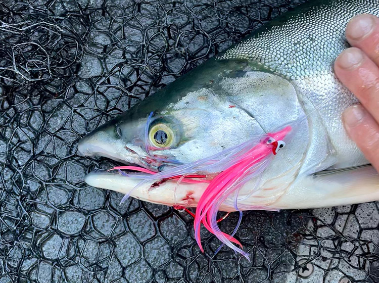 Puget Sound Pink Salmon Fishing Report 2021