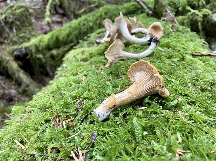 Seattle Chanterelle Mushroom Foraging