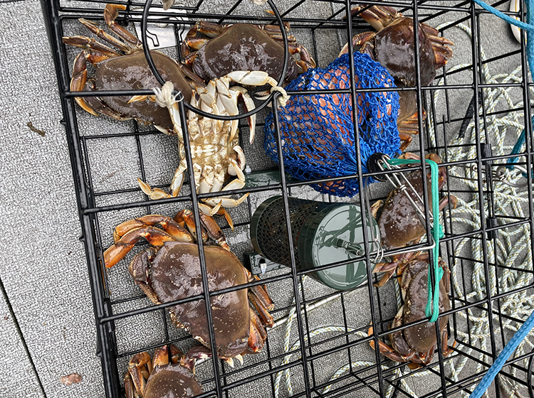 2022 Puget Sound Summer Crabbing