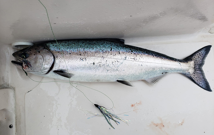 puget sound winter blackmouth fishing report