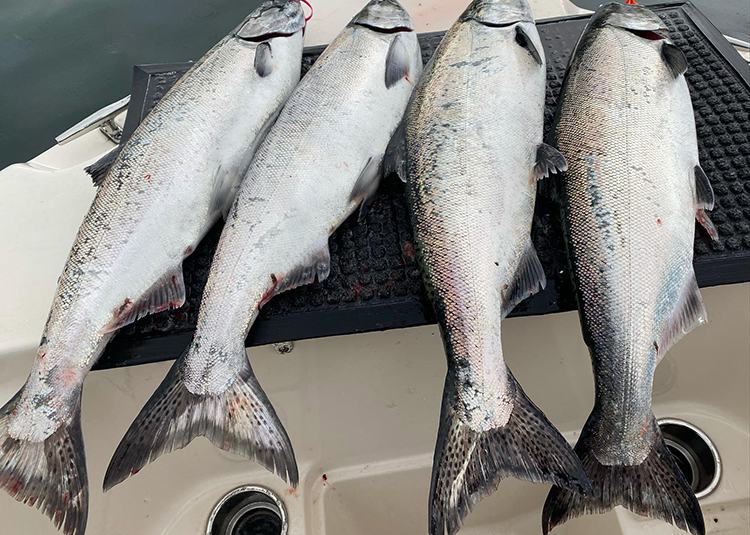 Washington Salmon Fishing Report June 