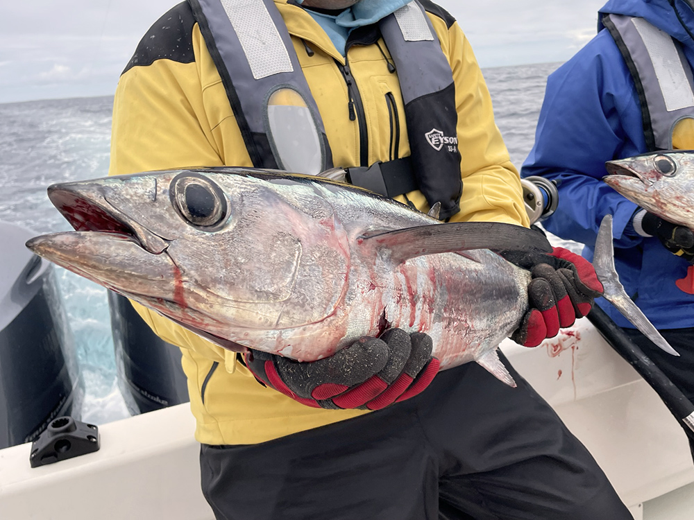 Westport Tuna Fishing Report