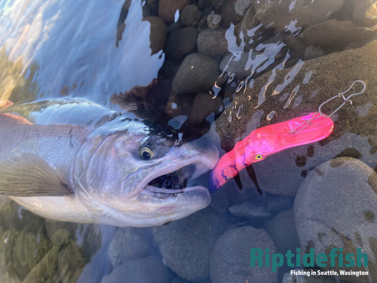 10 Amazing Lures for Coho Salmon in Rivers