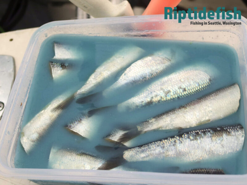 The Best Herring Brine Recipe in the Pacific Northwest