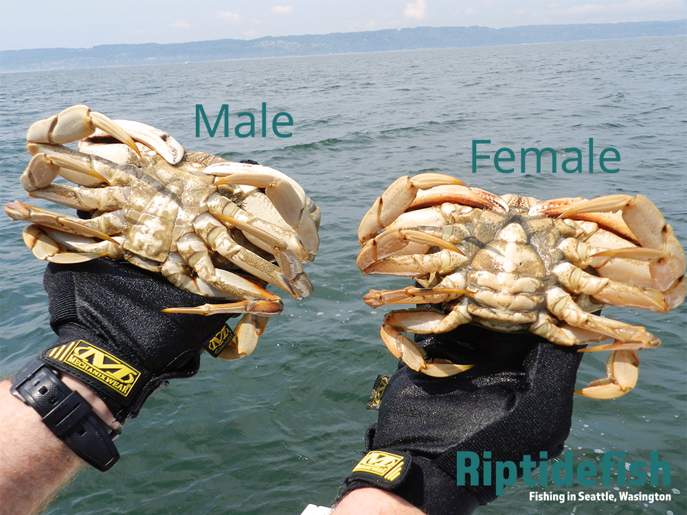 puget sound dungeness crabbing rules