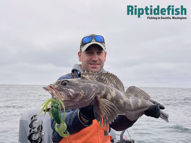 How to Catch Lingcod