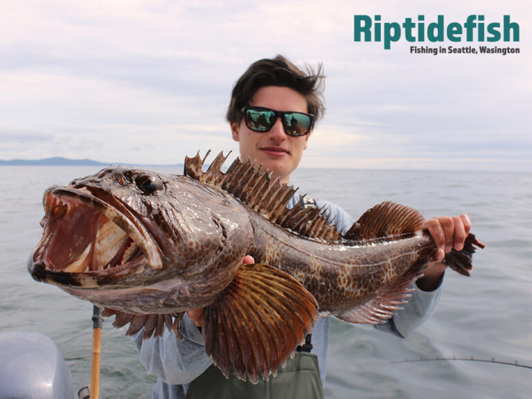 How to Catch Lingcod