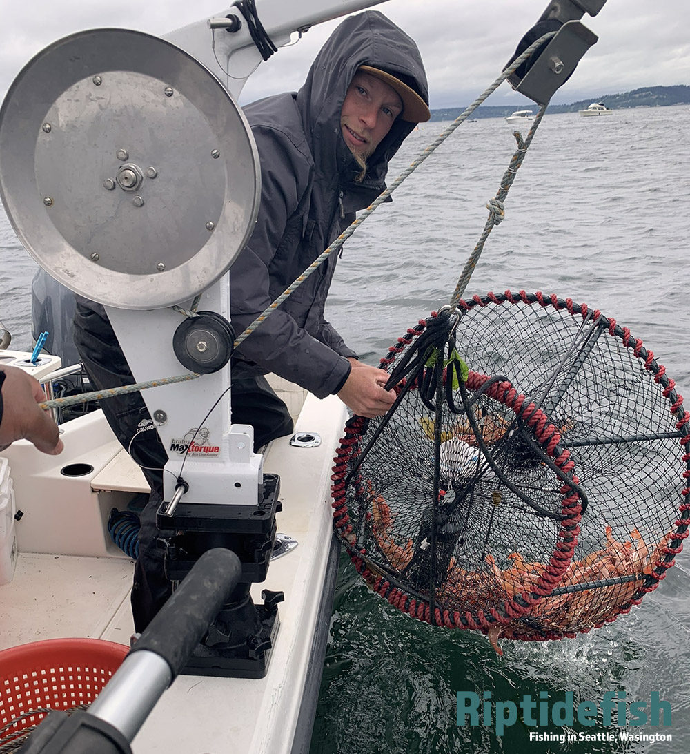 Pulling shrimp pots in Puget Sound