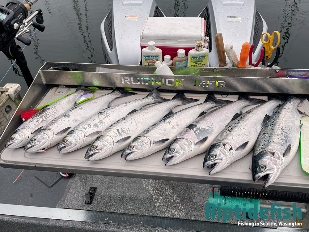 Seattle Salmon Fishing Report