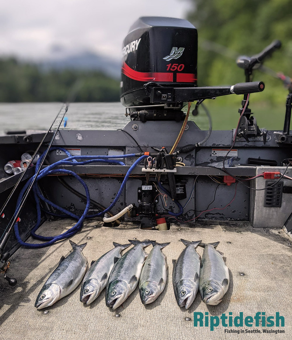 Skagit River Washington Fishing Report