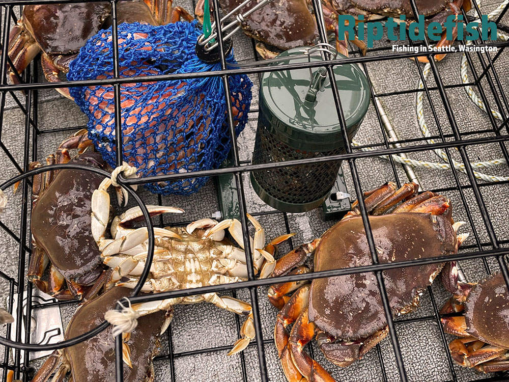 Puget Sound Washington Crab Season