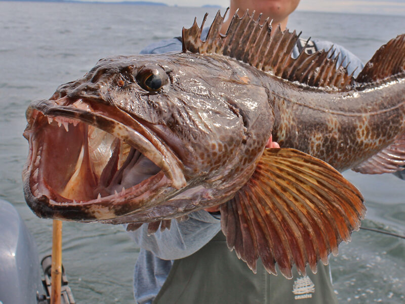 Seattle and Washington State Fishing Report – March 2023