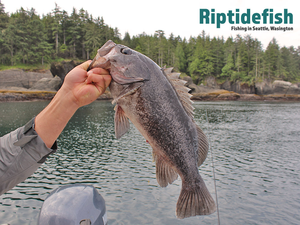 Best Rockfish Soft Plastic Fishing Lures