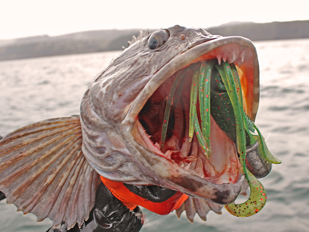 Best Lingcod Fishing Lures
