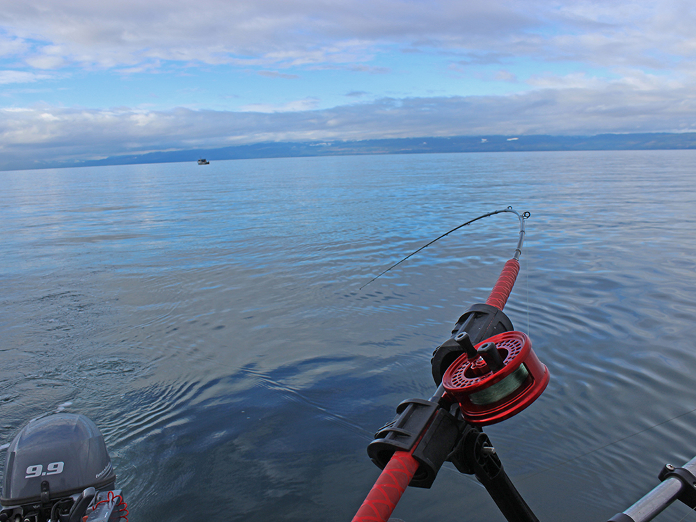Blackmouth Salmon Fishing Sekiu Washington