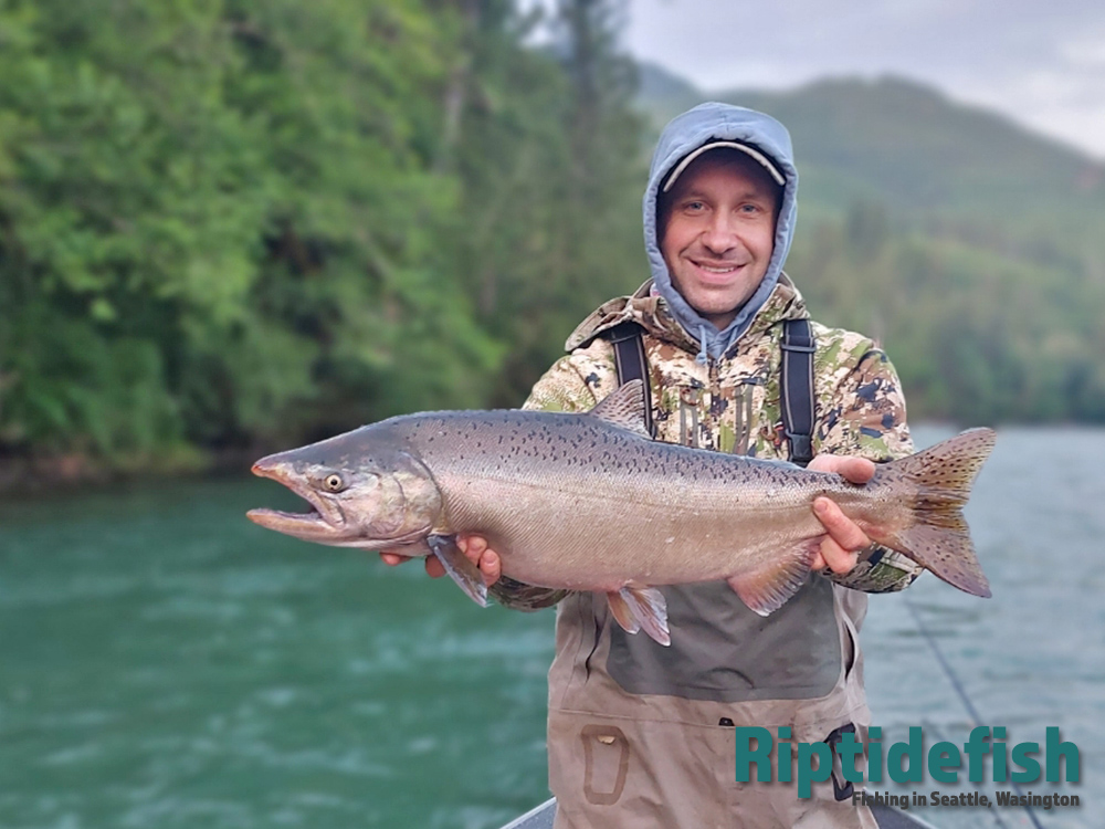 Skagit River Salmon Fishing Report