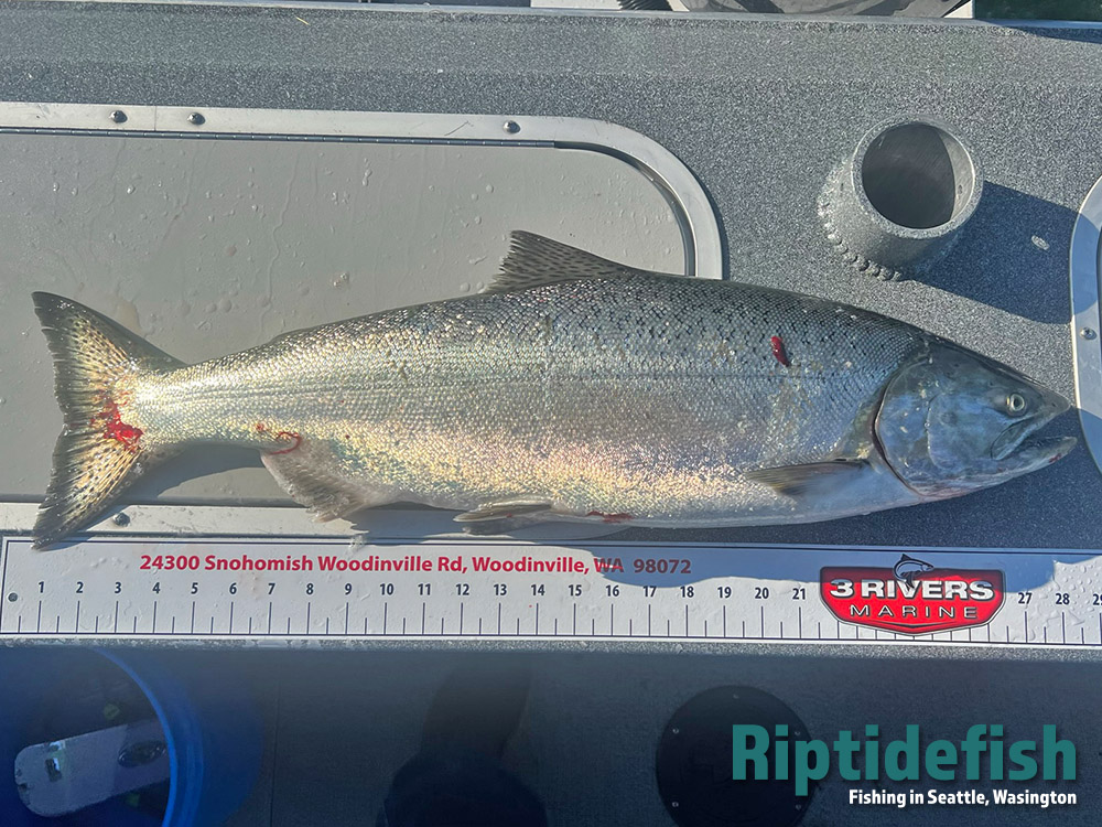 Everett Salmon Fishing Report