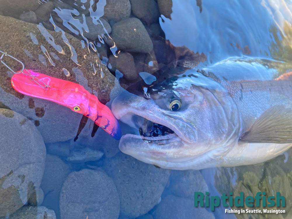 Best Coho Salmon lures for river fishing