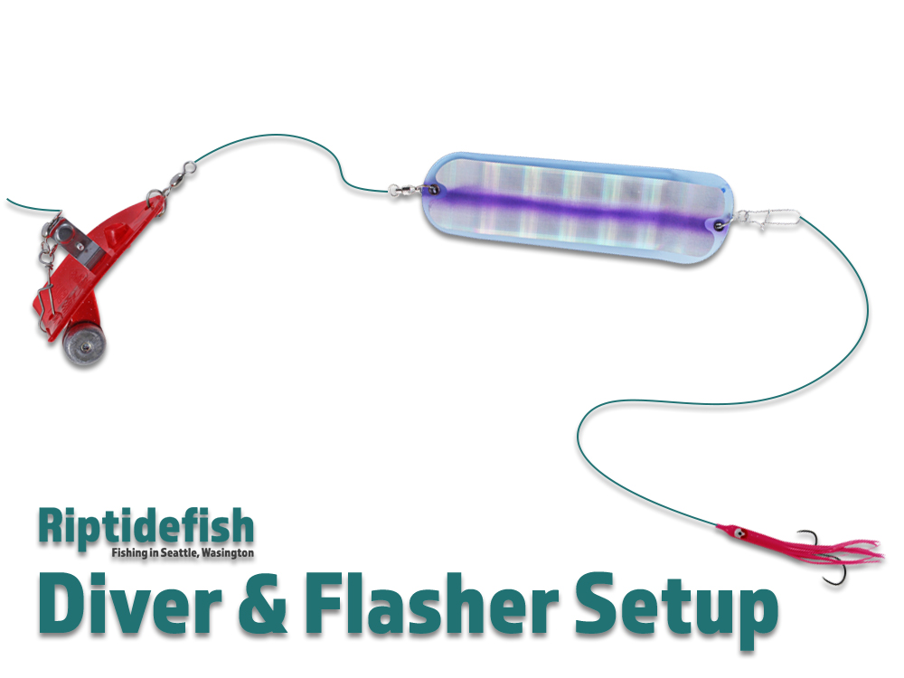 Pink Salmon Diver Flasher Setup