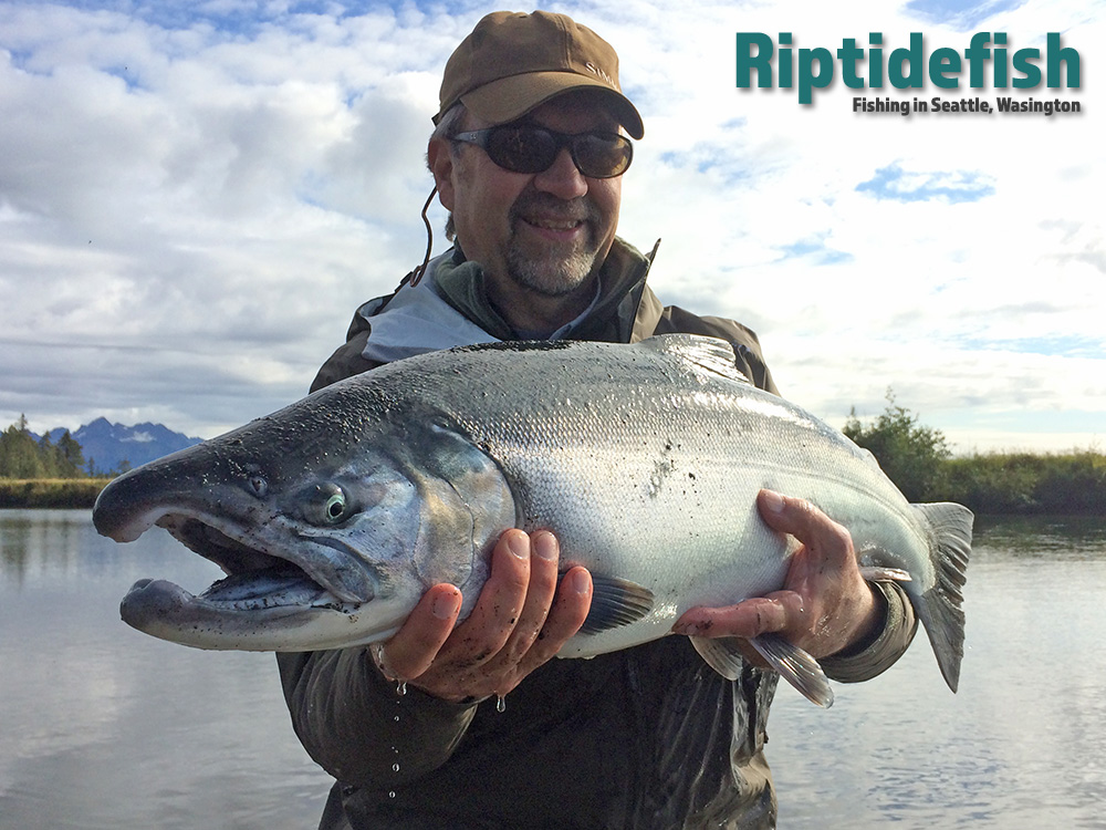 Coho salmon fishing lures rivers