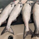 Puget Sound Blackmouth Salmon Fishing