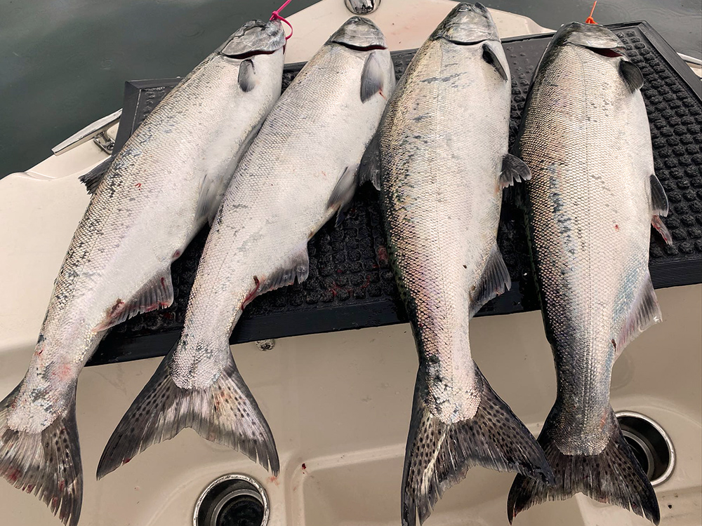Puget Sound Blackmouth Salmon Fishing