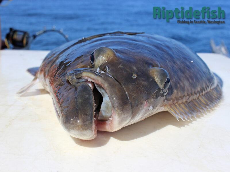 Your Guide to Washington’s 2024 Halibut Fishing Seasons